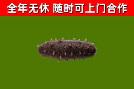 船山区回收海参干